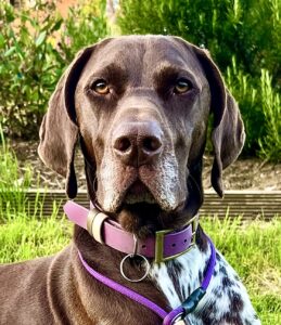 Patsy the German Shorthaired Pointer Close Up