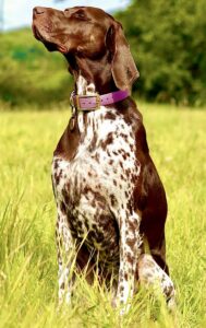 Patsy the German Shorthaired Pointer Sitting Posed with Side Profile