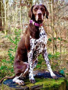 Patsy the German Shorthaired Pointer Sitting Outdoors Frontal View