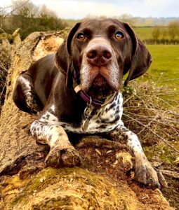 Patsy the German Shorthaired Pointer lying on a tree trunk
