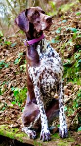 Patsy the German Shorthaired Pointer Sitting Posed Side Profile (Right)