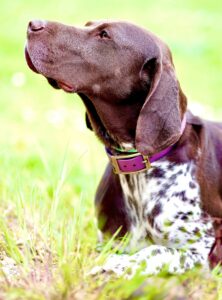Patsy the German Shorthaired Pointer Lying Down Looking Up