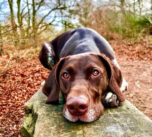 Patsy the German Shorthaired Pointer Lying down Close Up