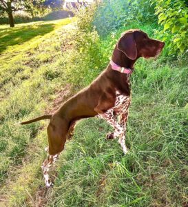 Patsy the German Shorthaired Pointer Side View