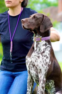 Patsy the German Shorthaired Pointer Sitting Still Side Profile (Right)