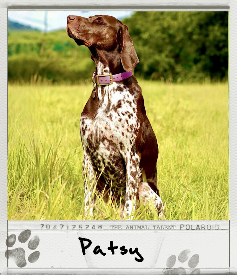 Patsy – The Animal Talent Ltd