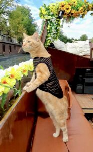Simba the Cat on a boat with a black vest on