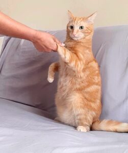 Simba the Cat sitting holding paw