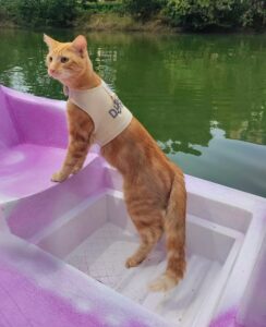 Simba the Cat standing on a boat