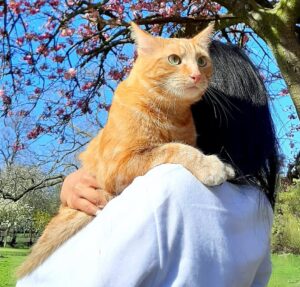 Simba the Cat sitting on owners shoulder