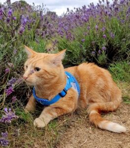 Simba the Cat laying down next to flowers