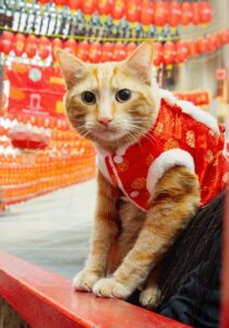 Simba the Cat looking at camera with clothes on