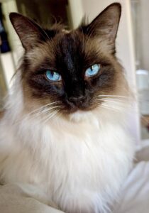 Teddy the Ragdoll close up