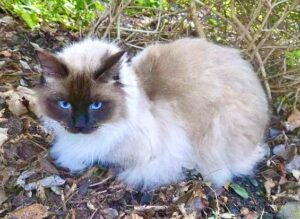Teddy the Ragdoll laying down outside on the leaves