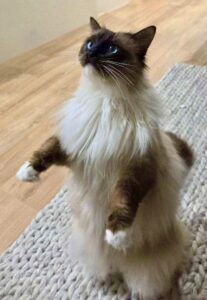 Teddy the Ragdoll standing on his back legs