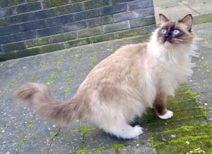 Teddy the Ragdoll outside looking up over shoulder