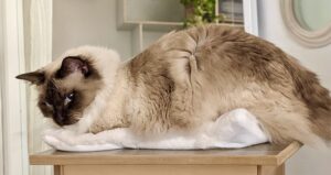 Teddy the Ragdoll laying down on a table