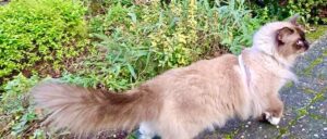 Teddy the Ragdoll side profile right