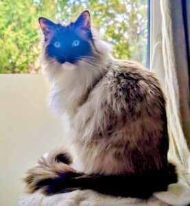 Teddy the Ragdoll sitting by the window