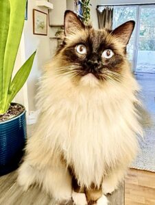 Teddy the Ragdoll looking alarmed
