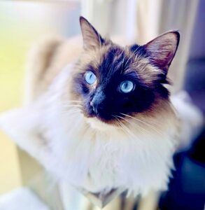 Teddy the Ragdoll close up with striking blue eyes