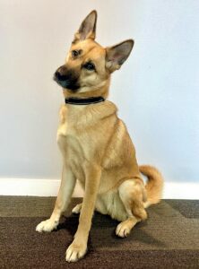 Winnie the Shepsky sitting with slight head tilt