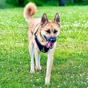 Winnie the Shepsky walking with tongue out