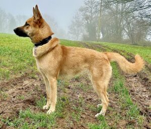 Winnie the Shepsky side view (look left)