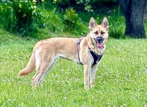 Winnie the Shepsky from distance on grass