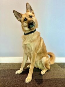 Winnie the Shepsky sitting with tilted head