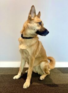 Winnie the Shepsky sitting whilst looking right