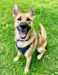 Winnie the Shepsky sitting happy on grass