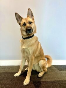 Winnie the Shepsky sitting still