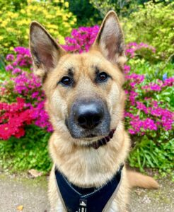 Winnie the Shepsky close up with flowers