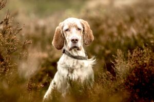 Arlo the English Setter close up in grass
