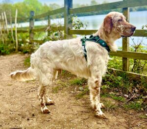Arlo the English Setter side profile (right) 