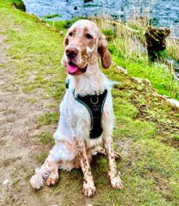 Arlo the English Setter  sitting pretty