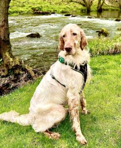 Arlo the English Setter sitting next to a river