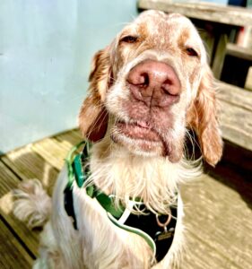 Arlo the English Setter close up shot