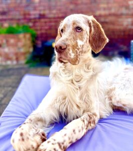 Arlo the English Setter laying down on purple mat
