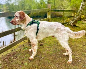 Arlo the English Setter side profile (left)