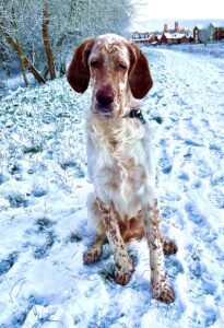 Arlo the English Setter in the snow