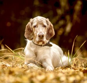 Arlo the English Setter laying down on hay