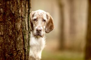 Arlo the English Setter next to tree