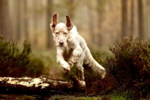 Arlo the English Setter outdoor shoot jump