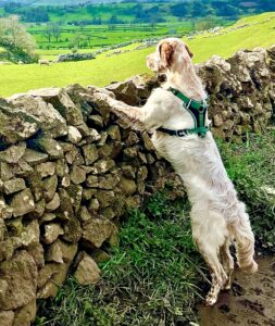 Arlo the English Setter paws up on stone wall