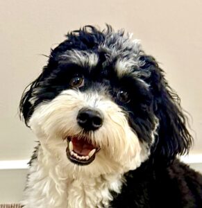 Bertie the Havanese close up with mouth open