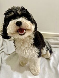 Bertie the Havanese sitting happily on blanket