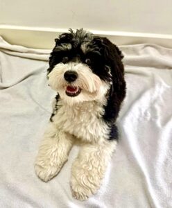 Bertie the Havanese laying down on blanket