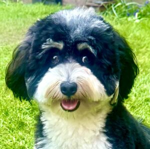 Bertie the Havanese close up with mouth open
